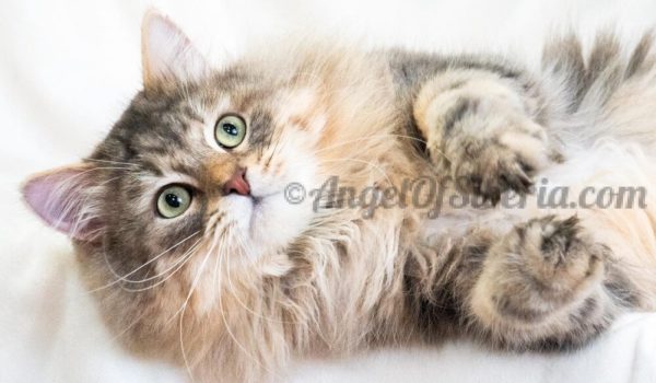 King Pierre-Blue Marble Tabby 3