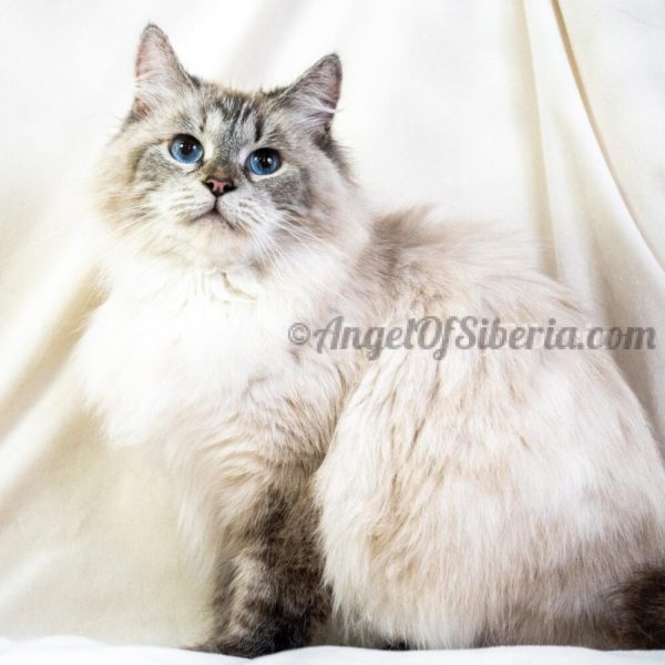 Leara-Seal Lynx Point 3