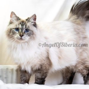 Leara -Seal Lynx Point