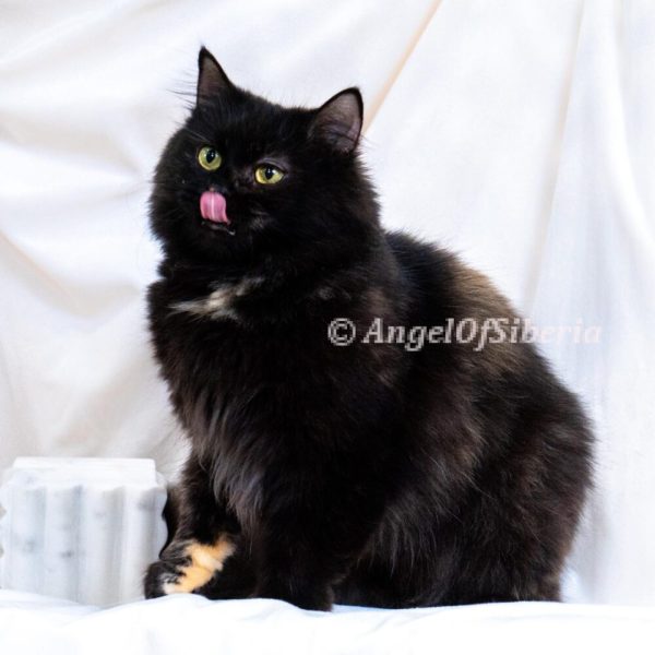 color: black torbie - angel of siberia