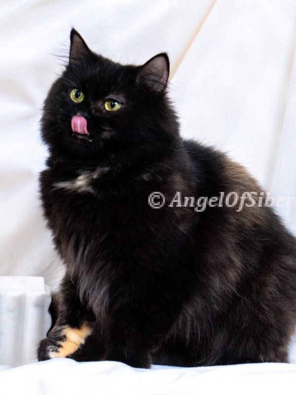color: black torbie - angel of siberia