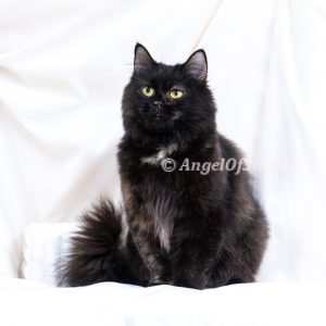 Onyx- Black Torbie