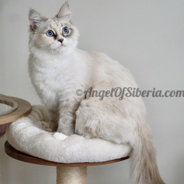 Opal Neva Queen 2
