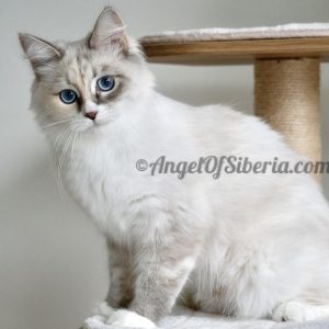 Milk Opal - Blue Torbie Point/White
