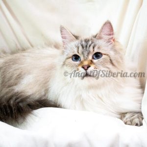 Palmira-Seal Lynx Point