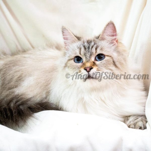 Palmira-Seal Lynx Point