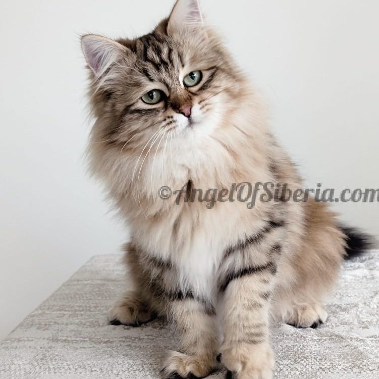 Paris - Brown Tabby