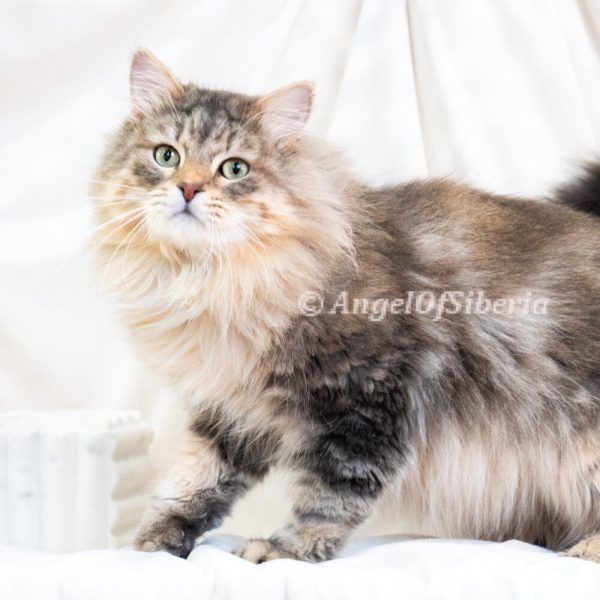 Pierre - Blue Marble Tabby