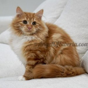 Red Ruby - Red Marble Tabby