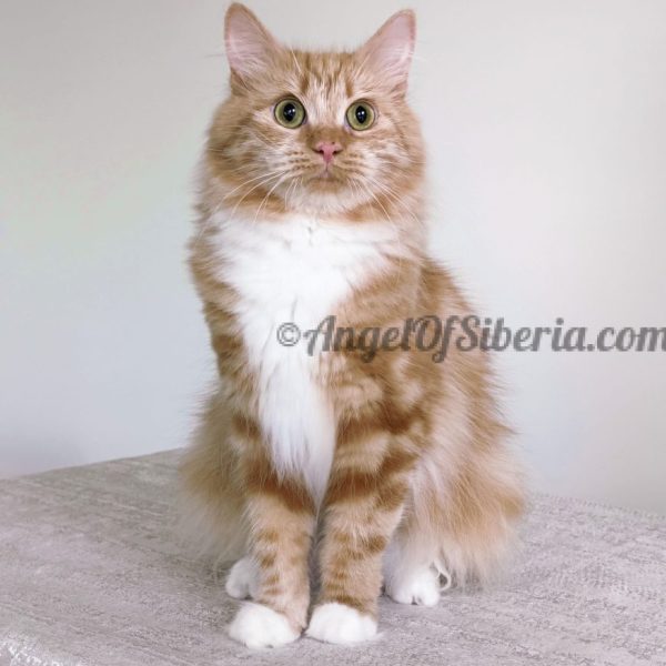 Red Ruby - Red Marble Tabby
