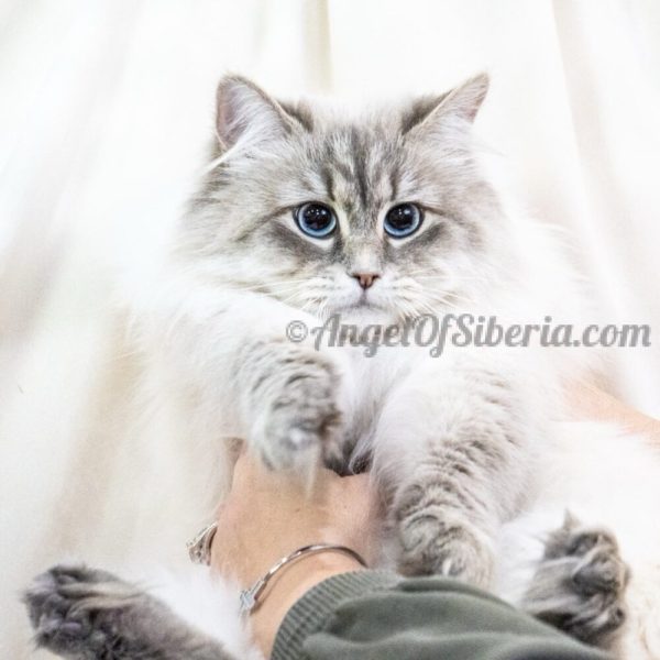 Sapphire -Blue Lynx Point 2