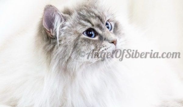 Sapphire -Blue Lynx Point 3