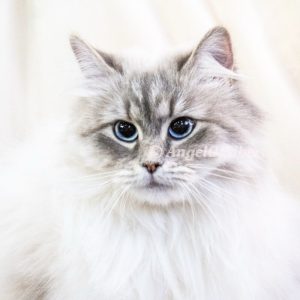 Sapphire - Blue Lynx Point