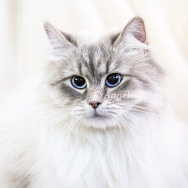 Sapphire - Blue Lynx Point