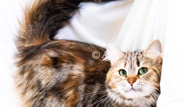 Savannah-Brown torbie 3