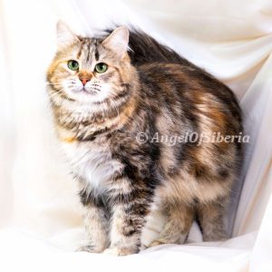 color: brown torbie - angel of siberia
