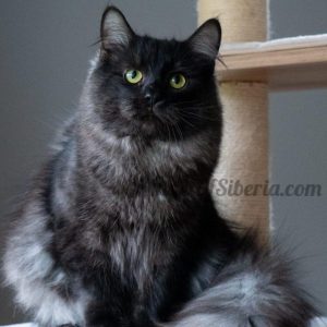 Shadow - Black Smoke