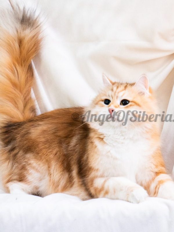 color: tortoiseshell - angel of siberia