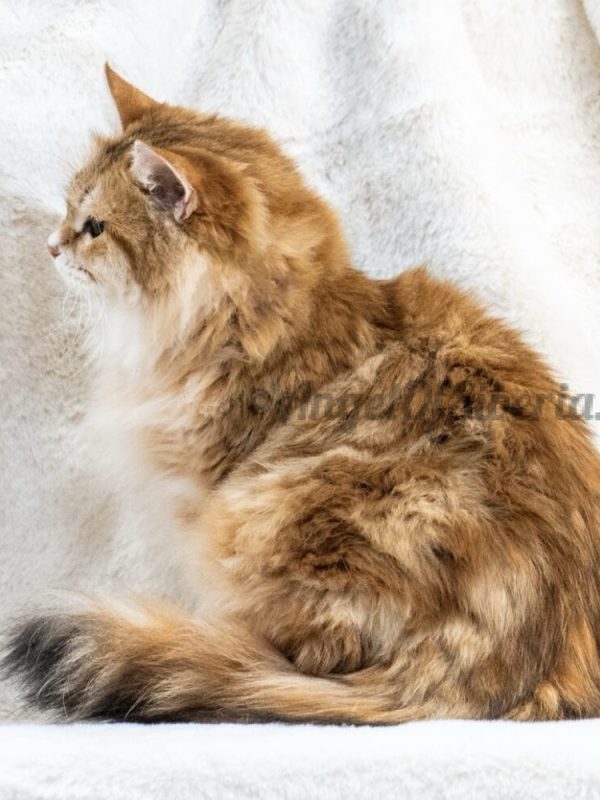 color: black golden shaded - angel of siberia