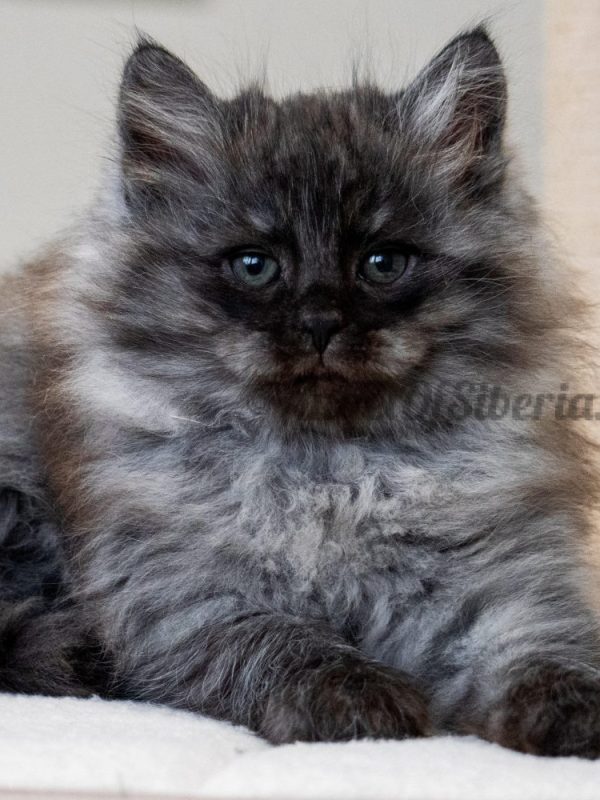 color: black smoke - angel of siberia