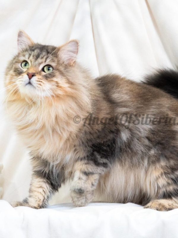 blue classic tabby - angel of siberia