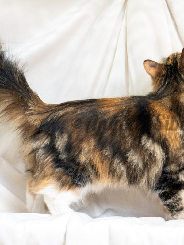 color: calico - angel of siberia