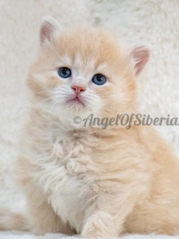 color: cream tabby - angel of siberia