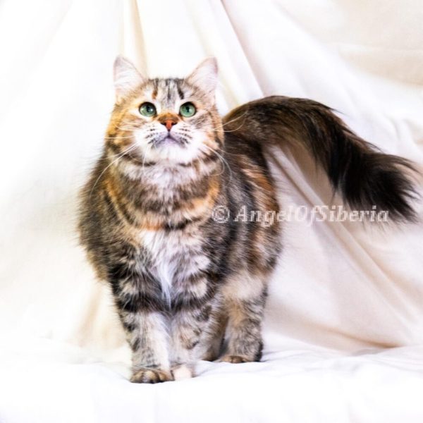 savannah-Brown-Torbie 2
