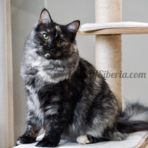 Willow - Black Smoke Torbie