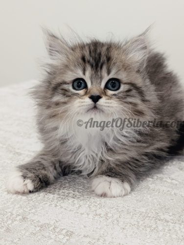 ANNELIE 