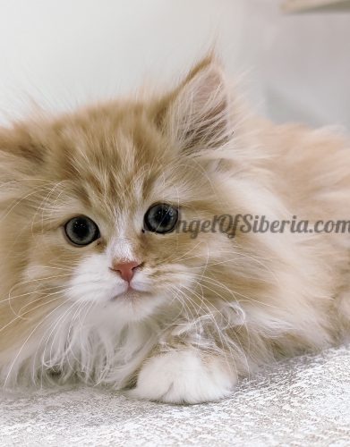 AZIZI 