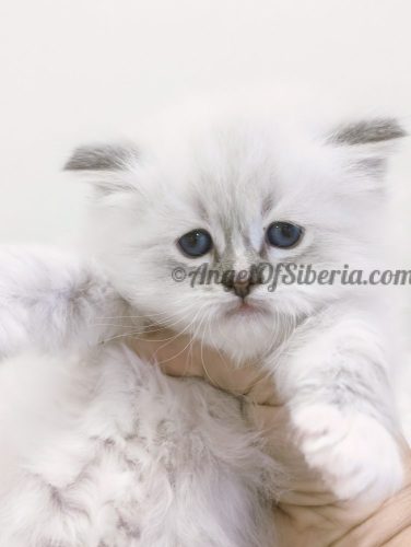 CATRICK