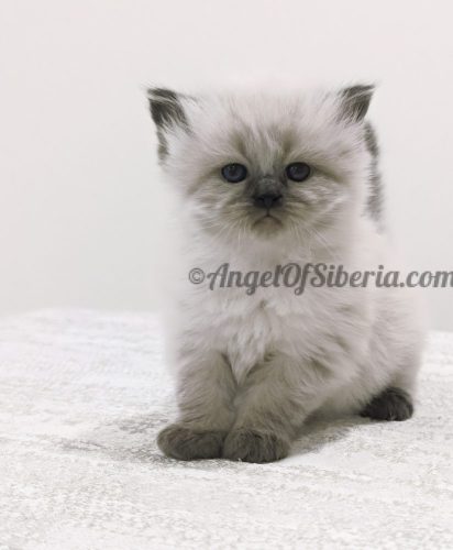 CECE 