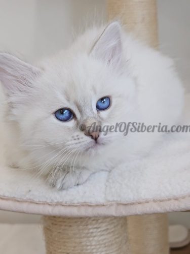FIGARO 