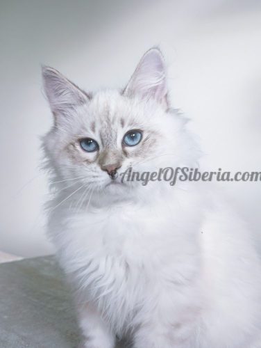 FIGARO 