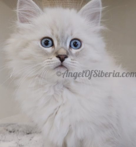FIGARO