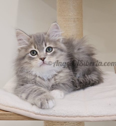 FURRILAND 