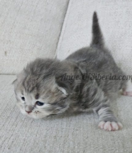 FURRILAND 