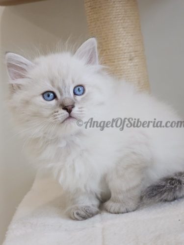 JUNIPER 