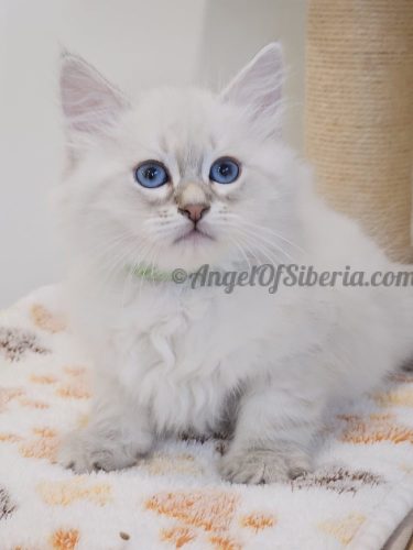 JUNIPER