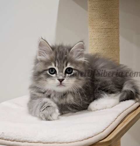 FURRILAND 