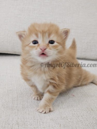 PETER PICKLEPAW