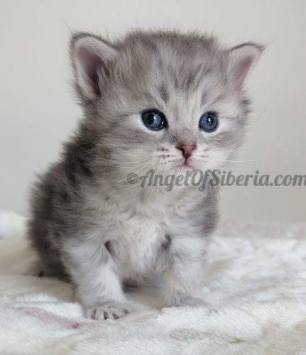 POMPOM 