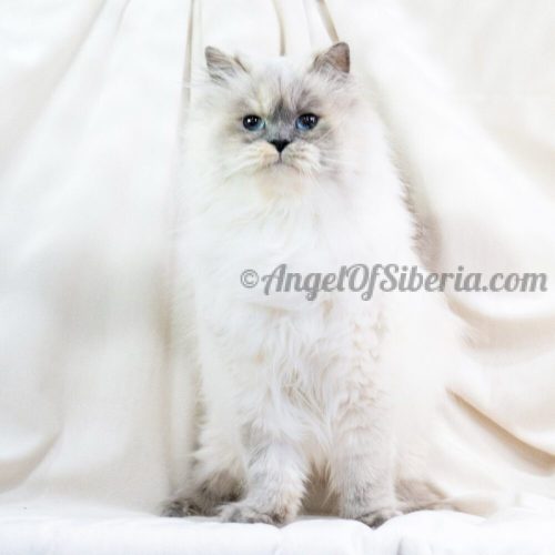 Sibella-Blue Point