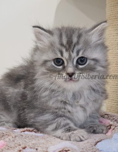 THEO